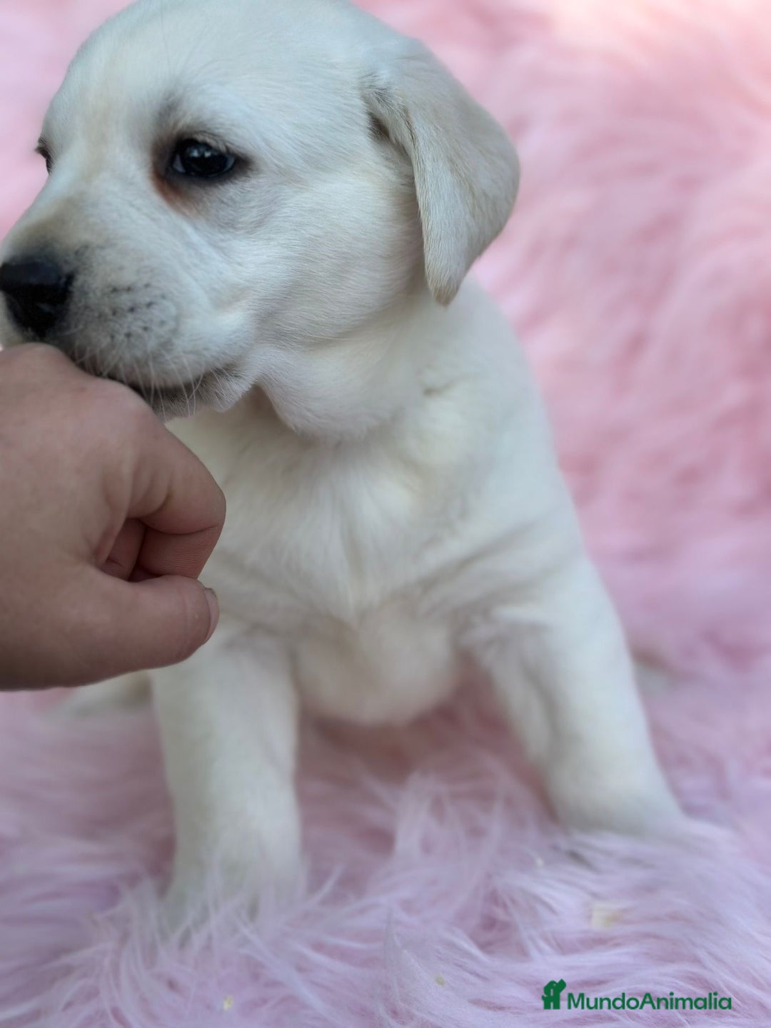 Labrador Retriever perros en venta: Labradora amarillo  - Anuncio 3