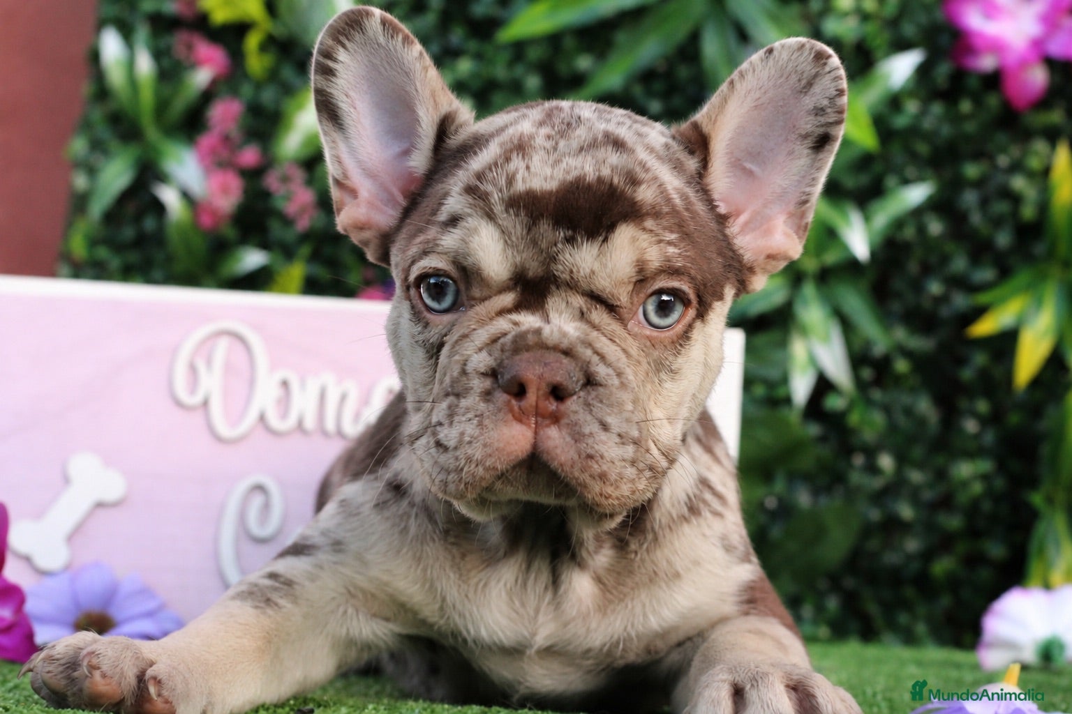 Bulldog Francés perros Bulldog francés exóticos  - Anuncio 4