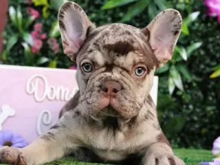 Bulldog Francés perros Bulldog francés exóticos - Anuncio 4