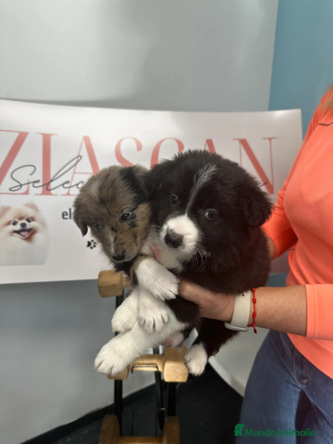 Border Collie perros en venta: Border Collie – Colores exclusivos 🐾 - Anuncio 1