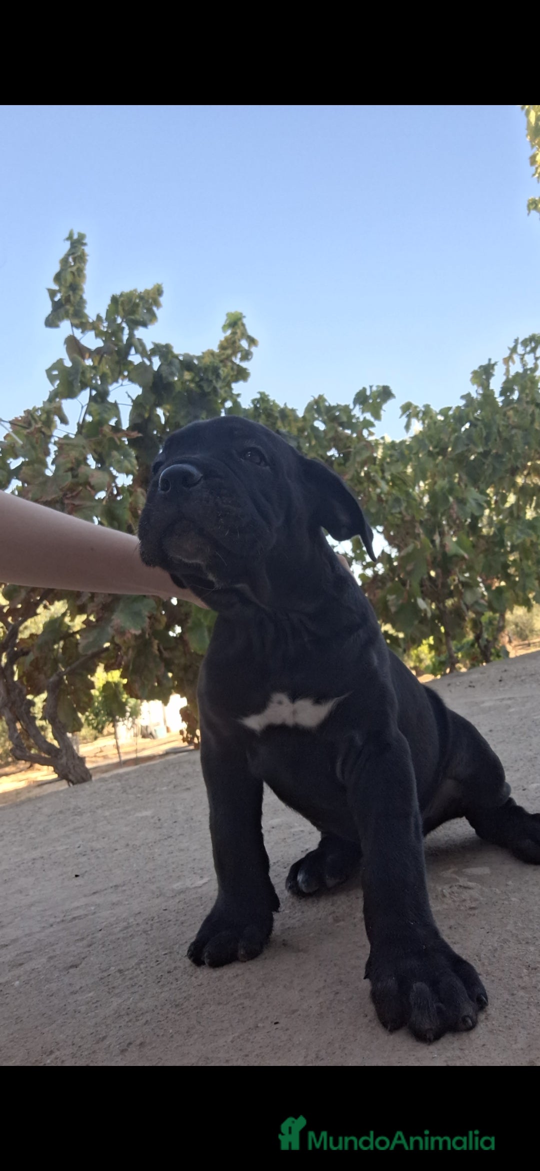 Cane Corso perros CANE CORSO PEDIGREE XL  - Anuncio 3