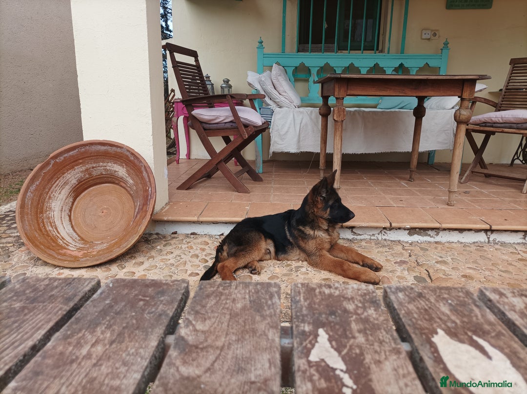 Pastor Alemán perros en venta: Tuna De Los Malvares - Anuncio 3