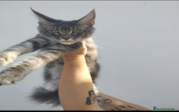 Maine Coon gatos en venta: Macho Maine Coon tamaño grande  - Imagen 2