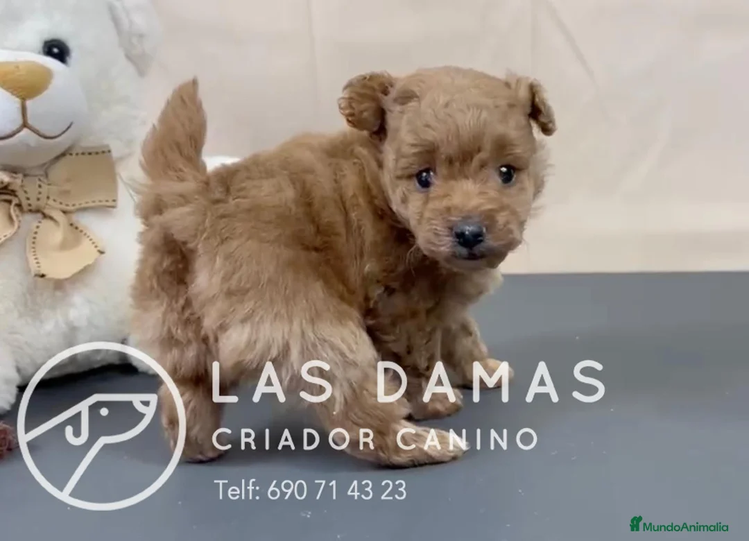 Pomapoo perros en venta: Pomapoo disponibles - Anuncio 7