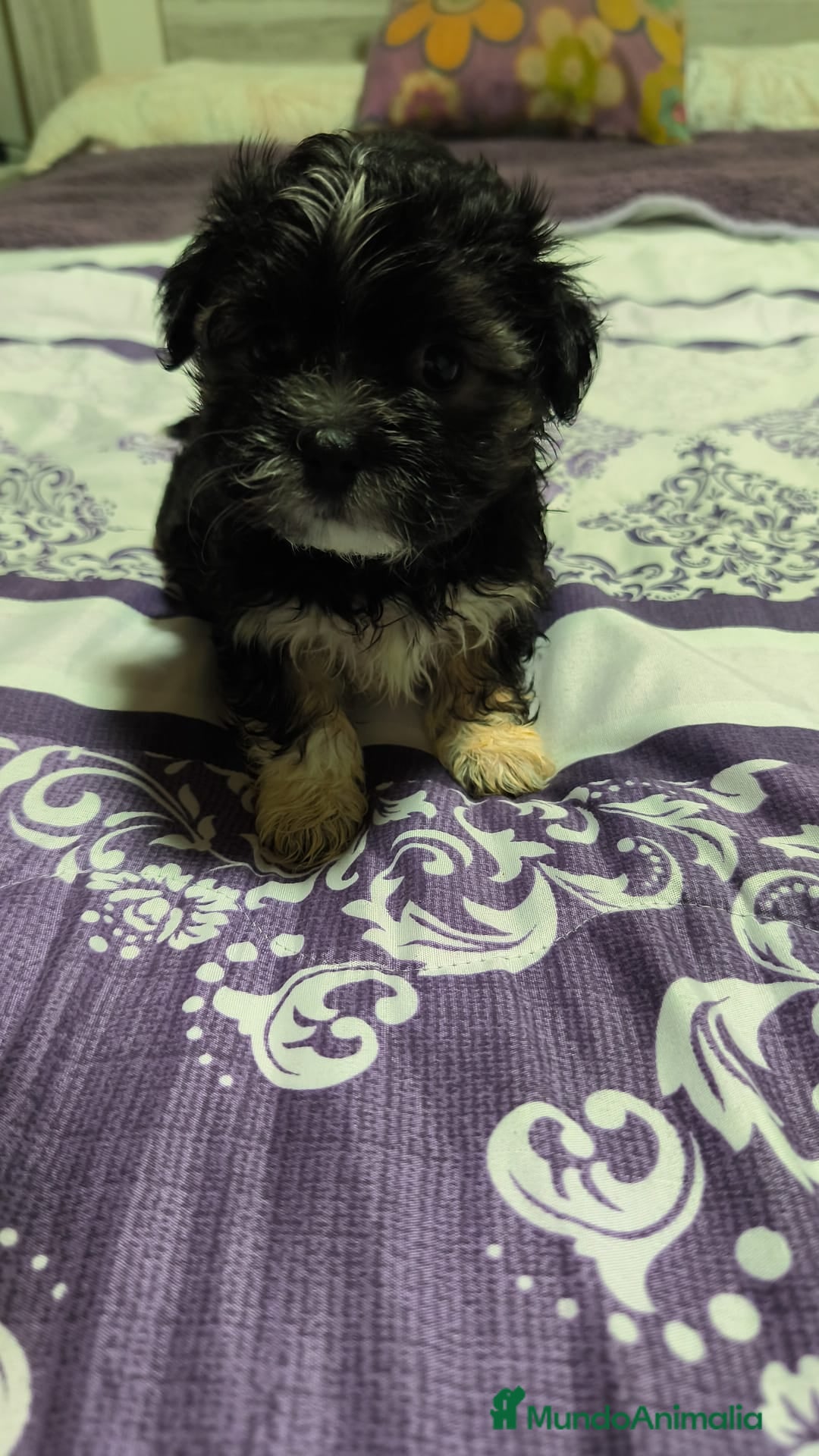 Raza Mixta perros Bichón maltés maltipoo - Anuncio 1