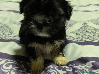 Raza Mixta perros Bichón maltés maltipoo - Anuncio 2