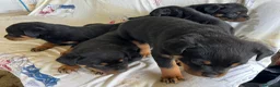 Rottweiler perros en venta: Cama de Rottweiler - Anuncio 2