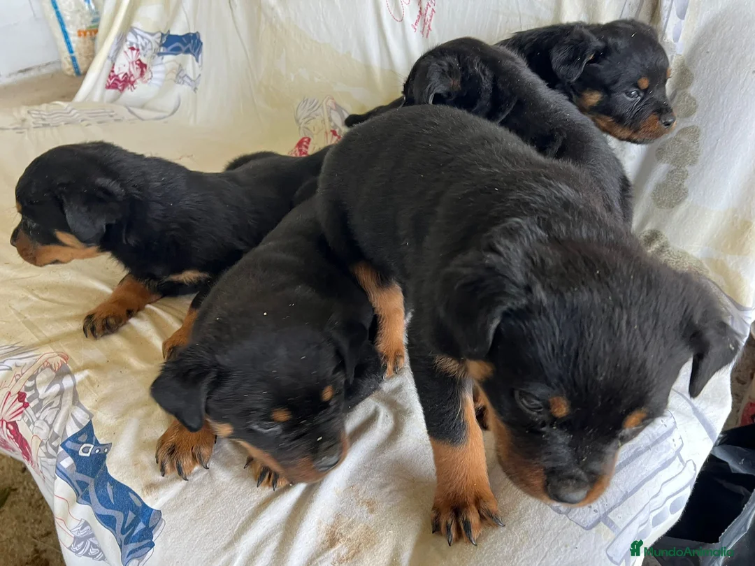 Rottweiler perros en venta: Cama de Rottweiler - Anuncio 2