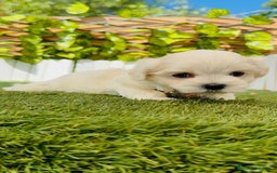 Bichón Maltés perros en venta: BICHÓN MALTÉS HEMBRA - Imagen 12