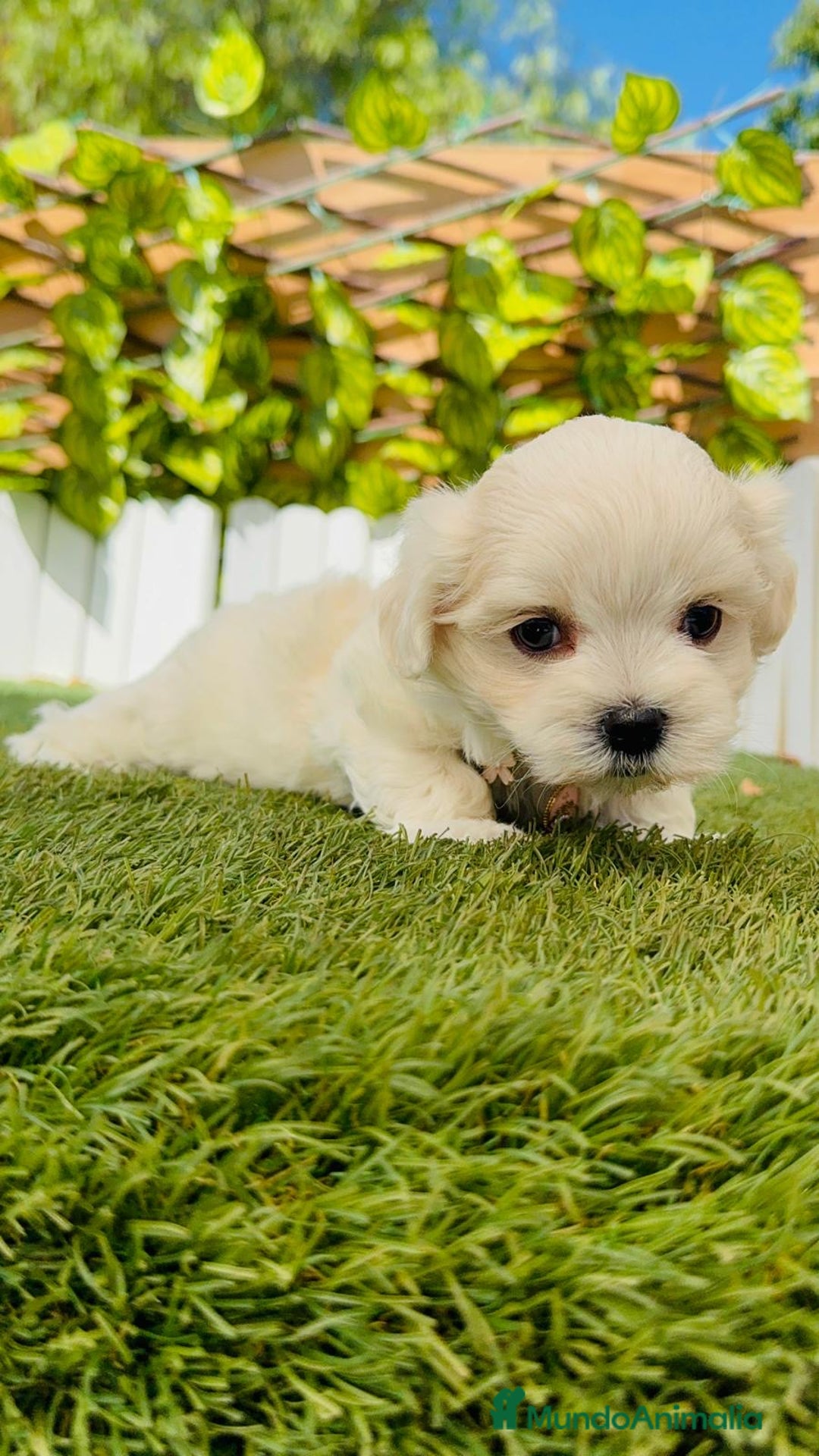 Bichón Maltés perros en venta: BICHÓN MALTÉS HEMBRA - Imagen 12