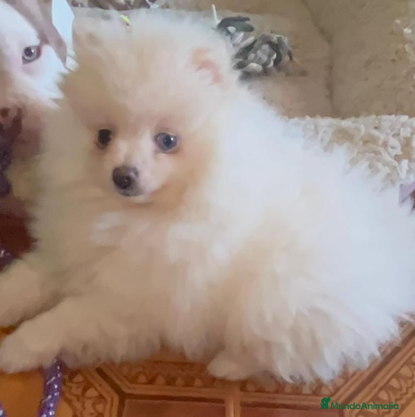 Pomerania perros Pomerania toy  - Anuncio 1