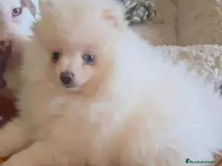 Pomerania perros Pomerania toy - Anuncio 1