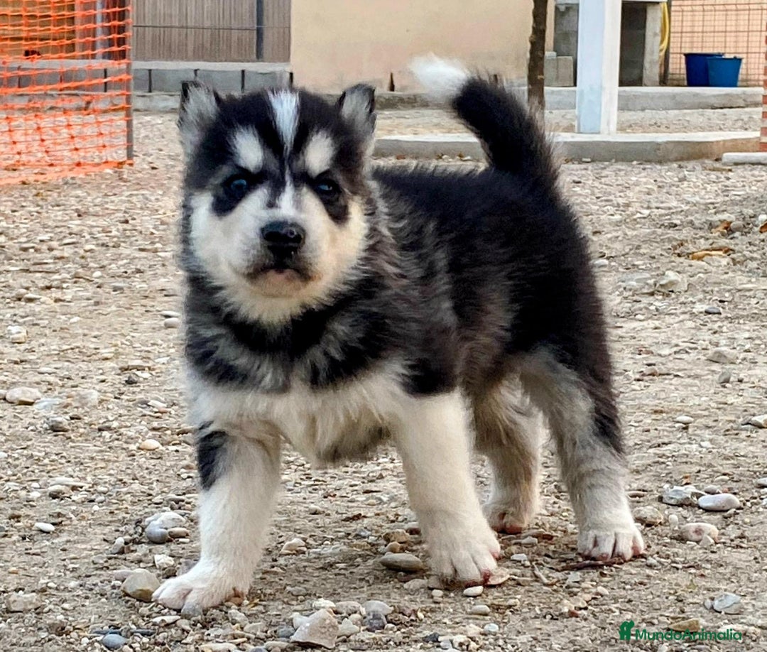 Husky Siberiano perros en venta: Husky Siberiano  - Imagen 6