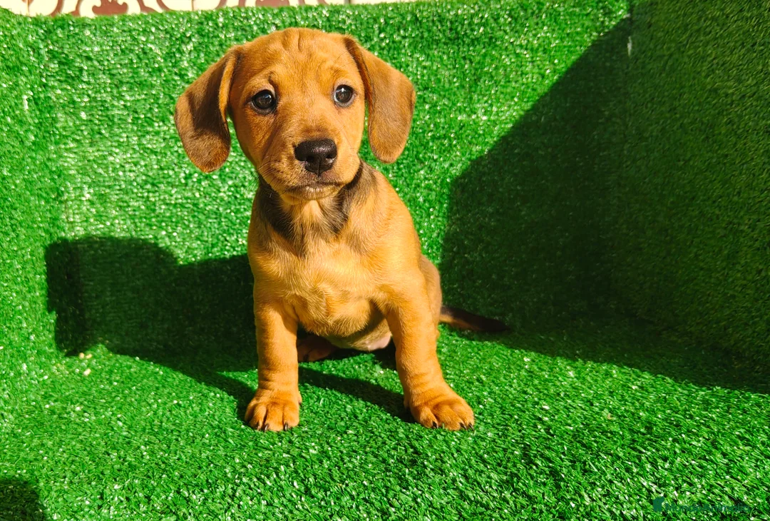 Teckel Miniatura perros en venta: Teckel miniatura  - Anuncio 7