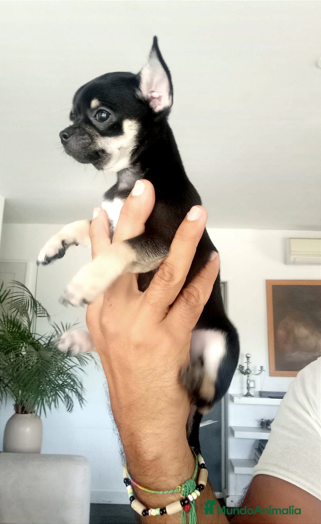 Chihuahua perros en venta: Chihuahuas de compañia - Imagen 2
