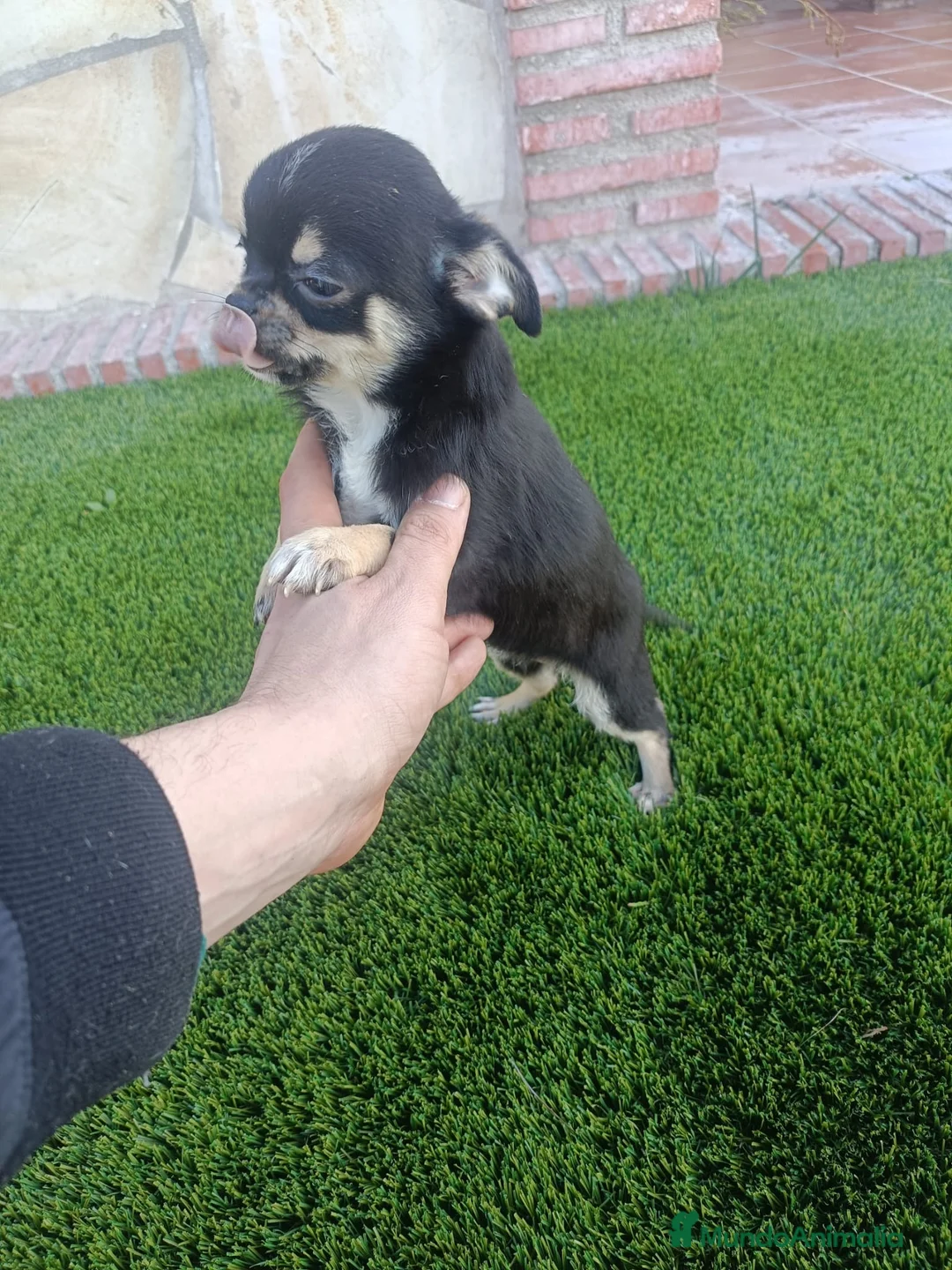 Chihuahua perros en venta: Chihuahuas  - Anuncio 2