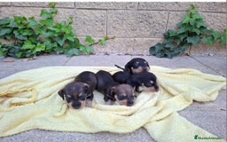 Teckel perros en venta: Teckel Standard Pelo Duro - Imagen 1