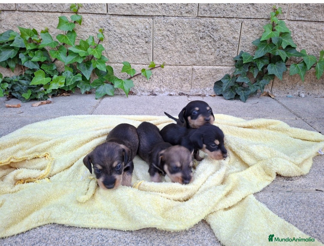 Teckel perros en venta: Teckel Standard Pelo Duro - Imagen 1