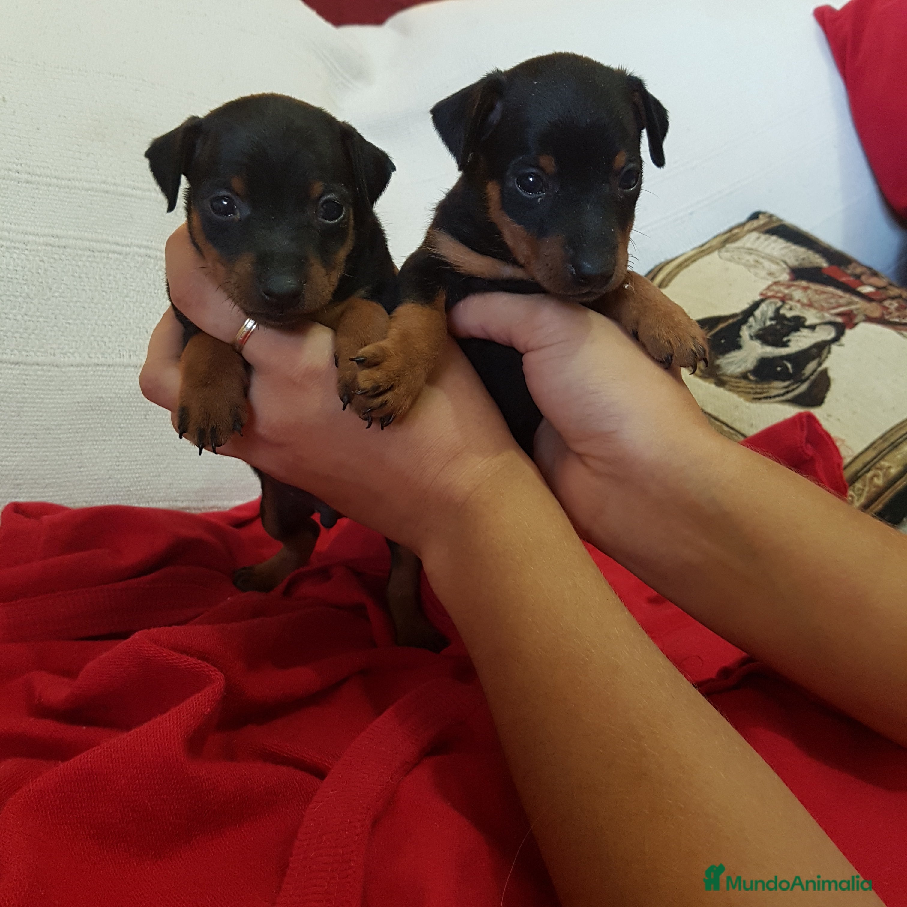 Pinscher Miniatura perros Pinscher mini machitos (belleza) - Anuncio 1