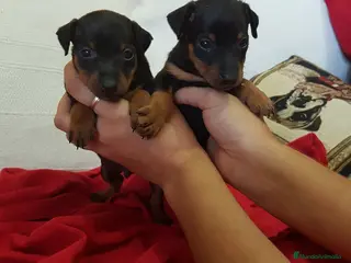 Pinscher Miniatura perros Pinscher mini machitos (belleza) - Anuncio 1
