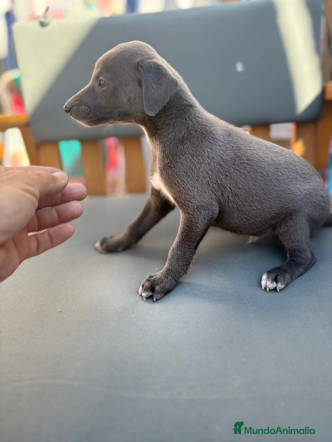 Whippet perros en venta: Whippet VERDINO  - Imagen 2
