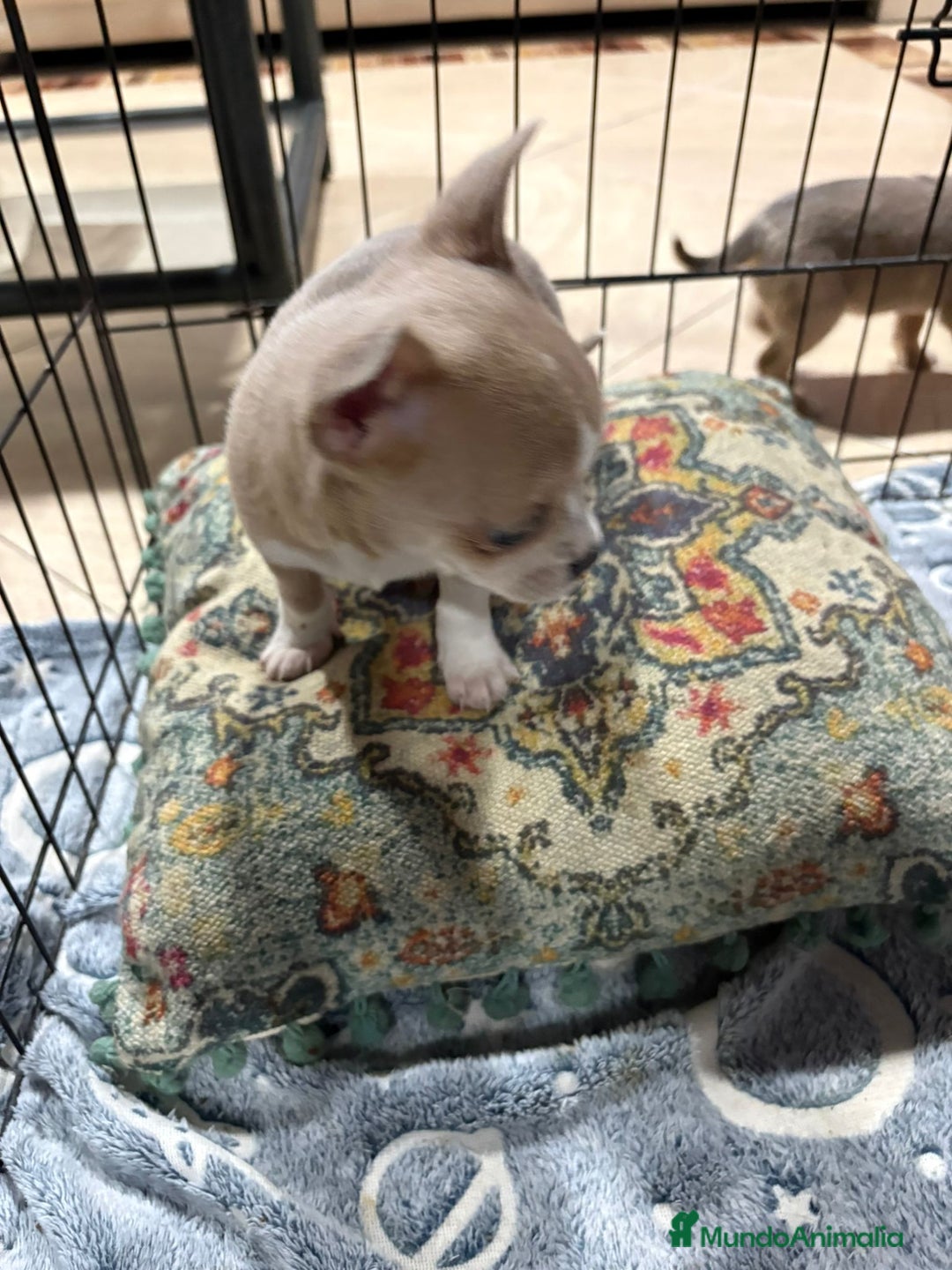 Chihuahua perros en venta: chihuahua toy marron blue ojos azules  - Anuncio 2