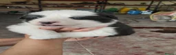 Border Collie perros en venta: Border Collie exclusivos - Anuncio 10