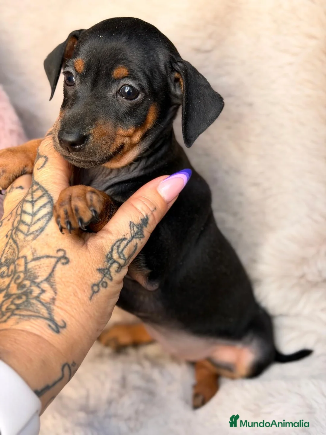 Pinscher Miniatura perros en venta: Hembra mini pinscher🐾🩷 - Anuncio 2