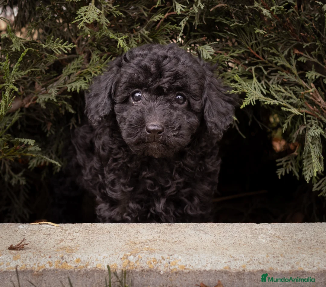 Caniche Toy perros en venta: Camada Caniche Toy negro - Anuncio 2