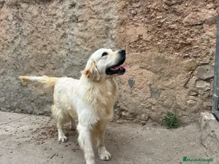 Golden Retriever perros GOLDEN RETRIEVER PARA MONTA - Anuncio 1