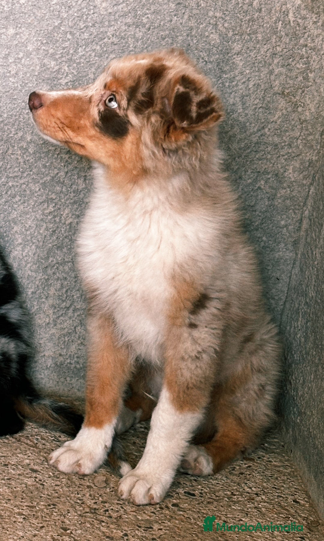 Pastor Australiano perros en venta: Pastores australianos ( australian sherpherd) - Imagen 1