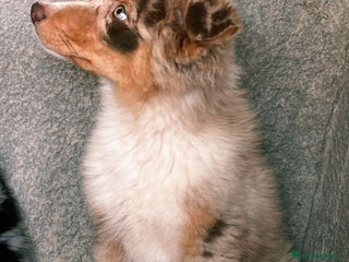 Pastor Australiano perros - Anuncio 31