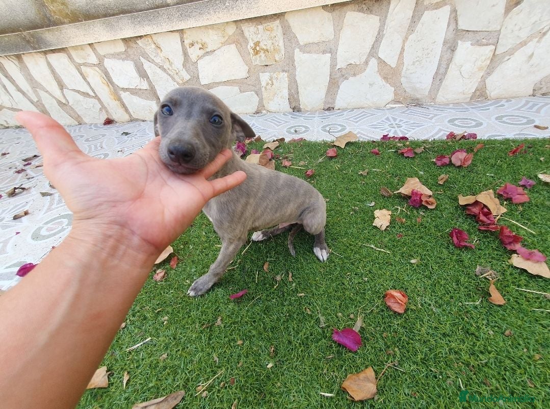 Pequeño Lebrel Italiano perros Galgo Italianos Blue - Anuncio 2