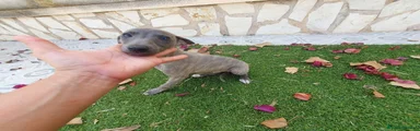 Pequeño Lebrel Italiano Cachorro 1