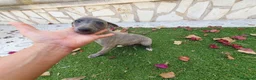 Pequeño Lebrel Italiano perros en venta: Galgo Italianos Blue - Anuncio 2