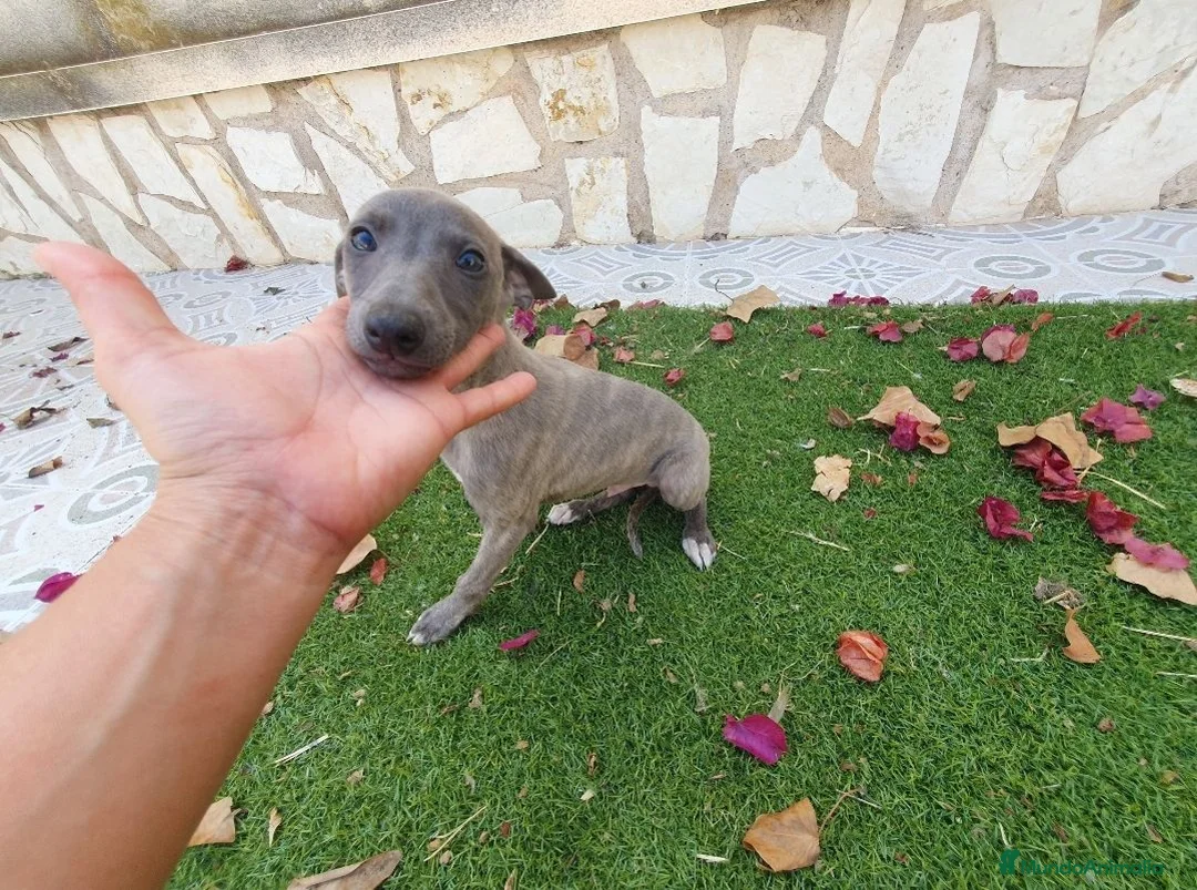 Pequeño Lebrel Italiano perros en venta: Galgo Italianos Blue - Anuncio 2