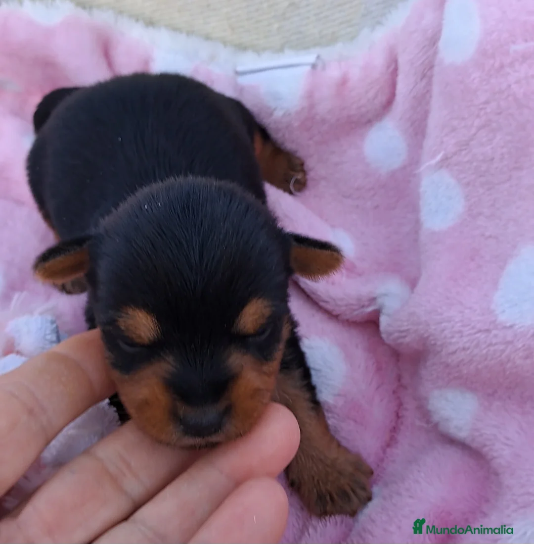 Yorkshire Terrier perros en venta: Bebes yorkshire mini toy - Anuncio 3