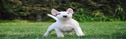 Bull Terrier perros en venta: Bull Terrier  - Anuncio 3