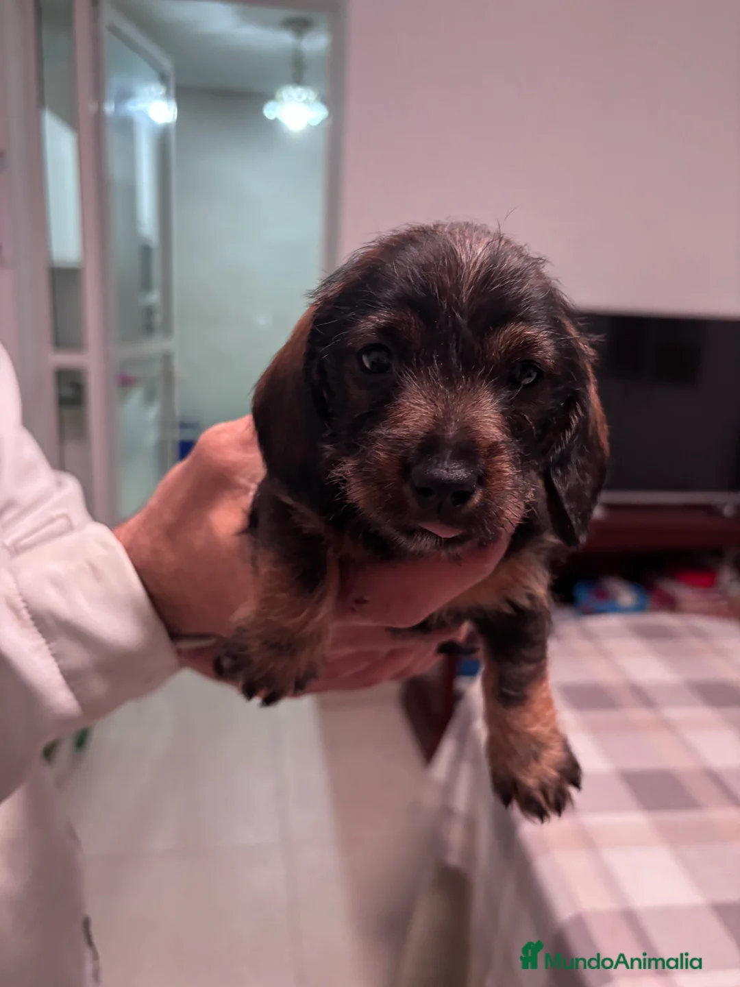 Teckel perros en venta: Última cachorra de Teckel disponible. en Madrid - Anuncio 5