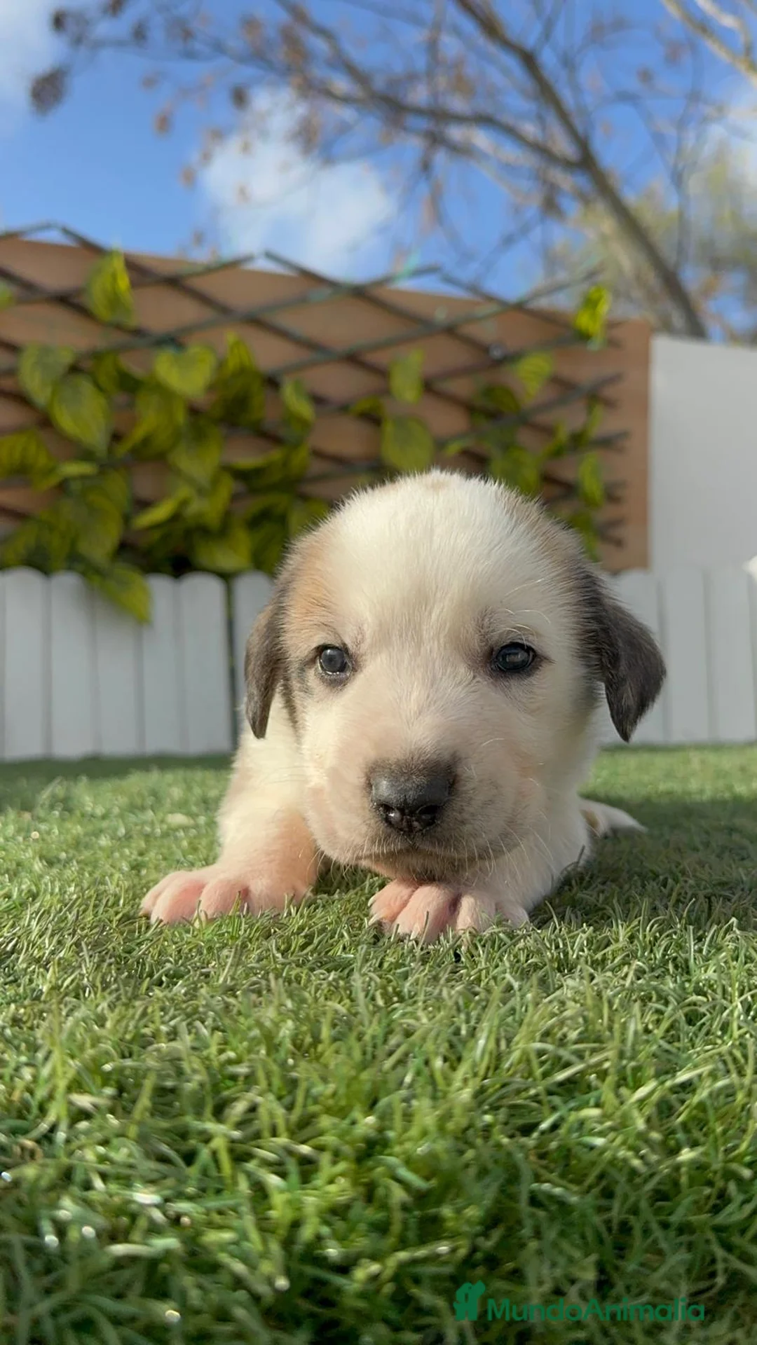 Mastín Español perros en venta: MASTIN ESPAÑOL - Anuncio 11