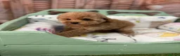Caniche Toy perros en venta: Caniche Toy hembra disponible !!! - Anuncio 3
