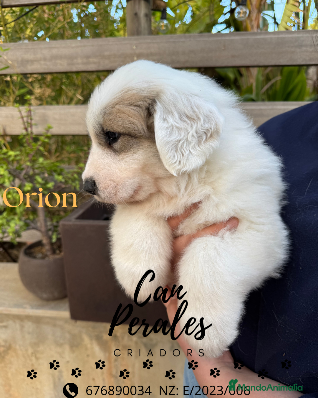 Perro de Montaña de los Pirineos perros en venta: PRECIOSOS CACHORROS DE LOS PIRINEOS - Imagen 4