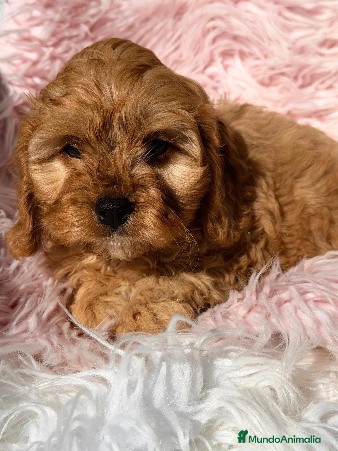 Cavapoo perros en venta: CAVAPOO - Anuncio 2