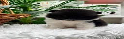 Pomerania perros en venta: POMERANIA  - Anuncio 16