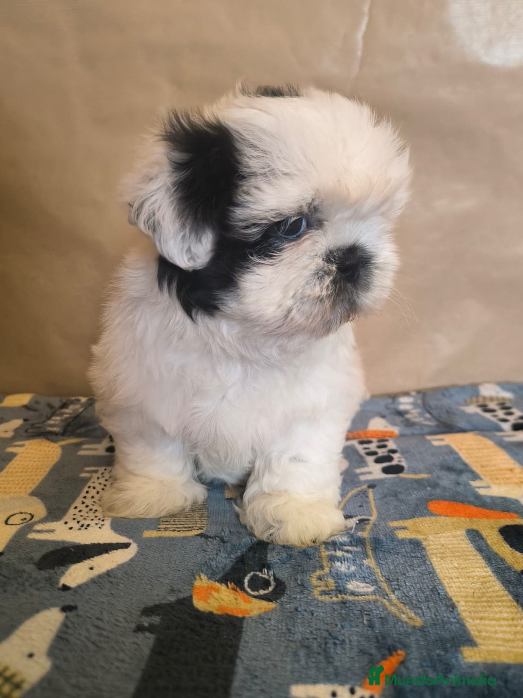 Shih Tzu perros en venta: Shit tzu mini - Anuncio 12