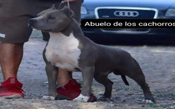 American Staffordshire-Terrier perros en venta: American Stanford  - Imagen 7