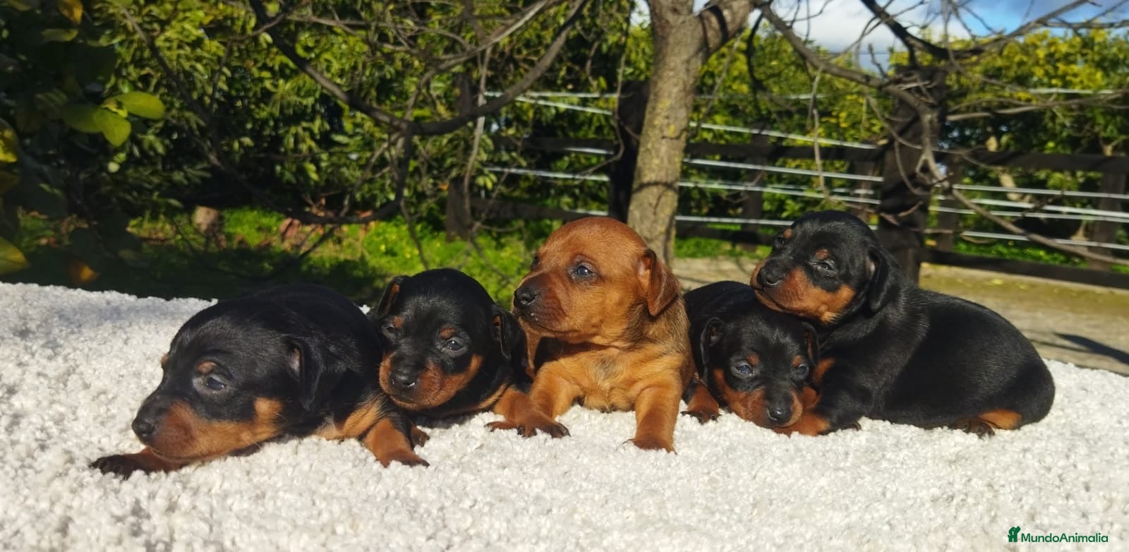 Pinscher Miniatura perros Mini pinscher varios colores  - Anuncio 1