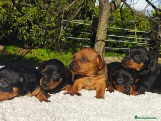 Pinscher Miniatura perros Mini pinscher varios colores - Anuncio 2