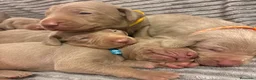 Braco Alemán de Pelo Corto perros en venta: Braco de Weimar  - Anuncio 3