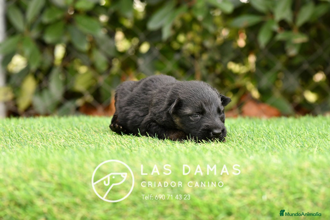 Pastor Alemán perros en venta: Hembra de pastor alemán  - Imagen 4